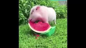 猪猪吃瓜,欢乐无限