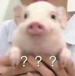 猪猪吃瓜,欢乐无限