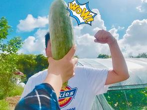 带你吃瓜的原名,网络红人背后的故事与成长