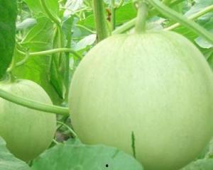 怀孕可以吃赖瓜吗,赖瓜——孕妇的天然营养佳品