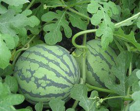 怀孕可以吃赖瓜吗,赖瓜——孕妇的天然营养佳品