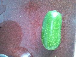 怀孕可以吃赖瓜吗,赖瓜——孕妇的天然营养佳品