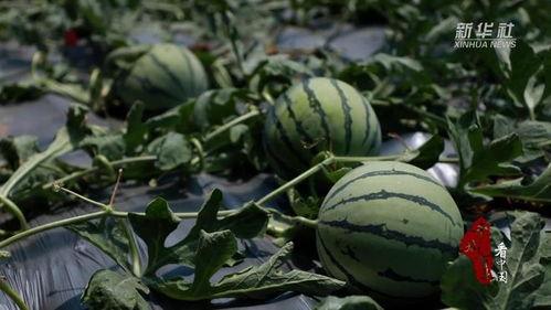 田瓜园吃瓜视频大全下载,趣味横生的夏日消暑必备