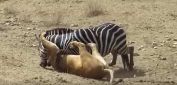 斑马裤吃瓜,揭秘网络热梗背后的趣味与思考