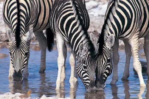 斑马裤吃瓜,揭秘网络热梗背后的趣味与思考