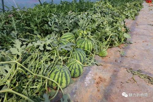 临夏南利吃瓜,瓜果飘香，品味夏日清凉