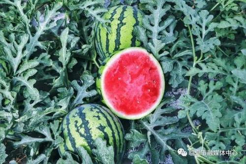 临夏南利吃瓜,瓜果飘香，品味夏日清凉