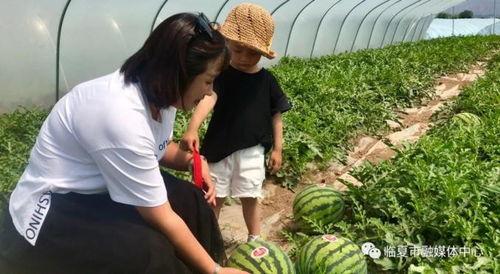 临夏南利吃瓜,瓜果飘香，品味夏日清凉