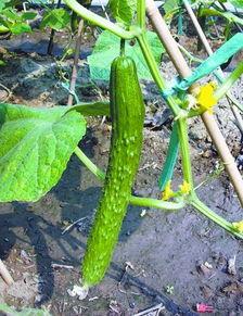 北京吃的瓜,北京特色美食大盘点