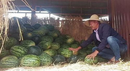 吃瓜群众每天吃瓜多少钱,吃瓜群众每日瓜钱几何？