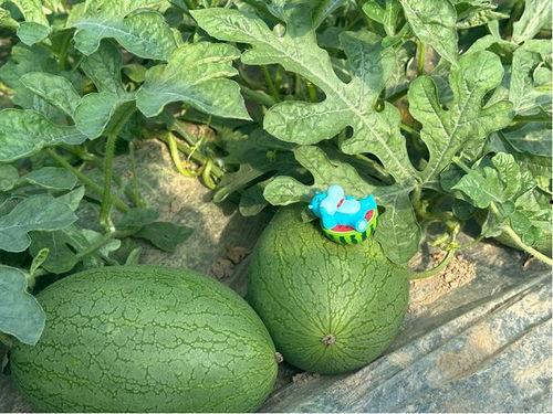 在线吃今年的瓜,盘点那些让人“吃瓜”停不下来的热门事件