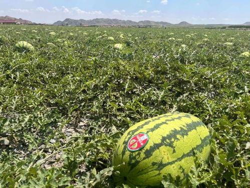 中卫吃瓜视频全集,揭秘全网热议事件背后的真相